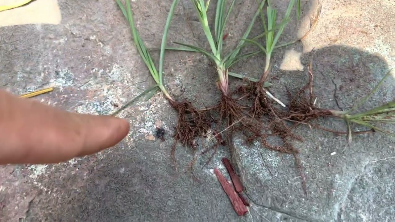 One of the worst weed in Asia 