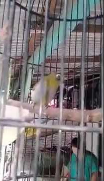 Pleci blackcap nggacor untuk mancing pleci macet