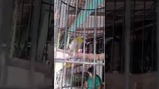 Pleci blackcap nggacor untuk mancing pleci macet