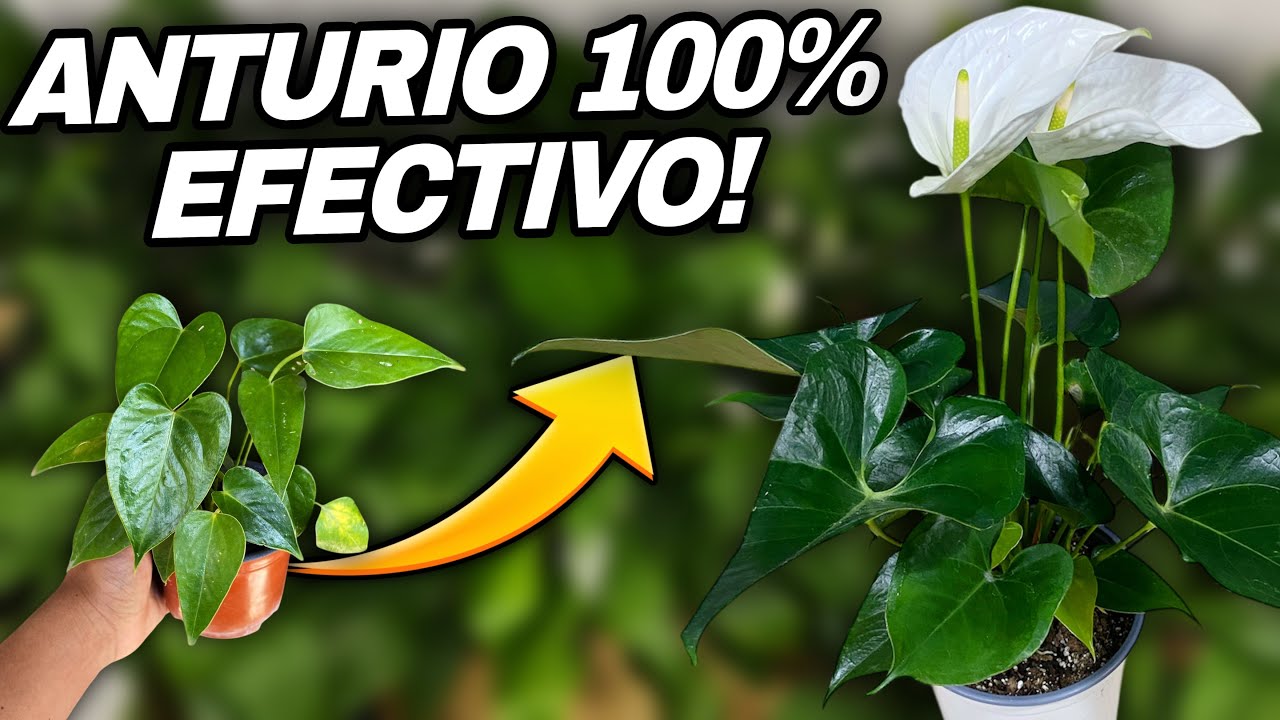 EL SECRETO QUE NADIE TE DICE del Anturio Haz esto en el tallo y florece muchísimo