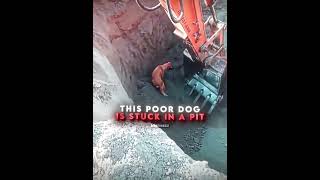 This Dog Was Stuck! ❤️‍🩹