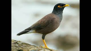 Common Myna Ipoh (Acridotheres tristis) Sounds Effect 56 sec  Part 85