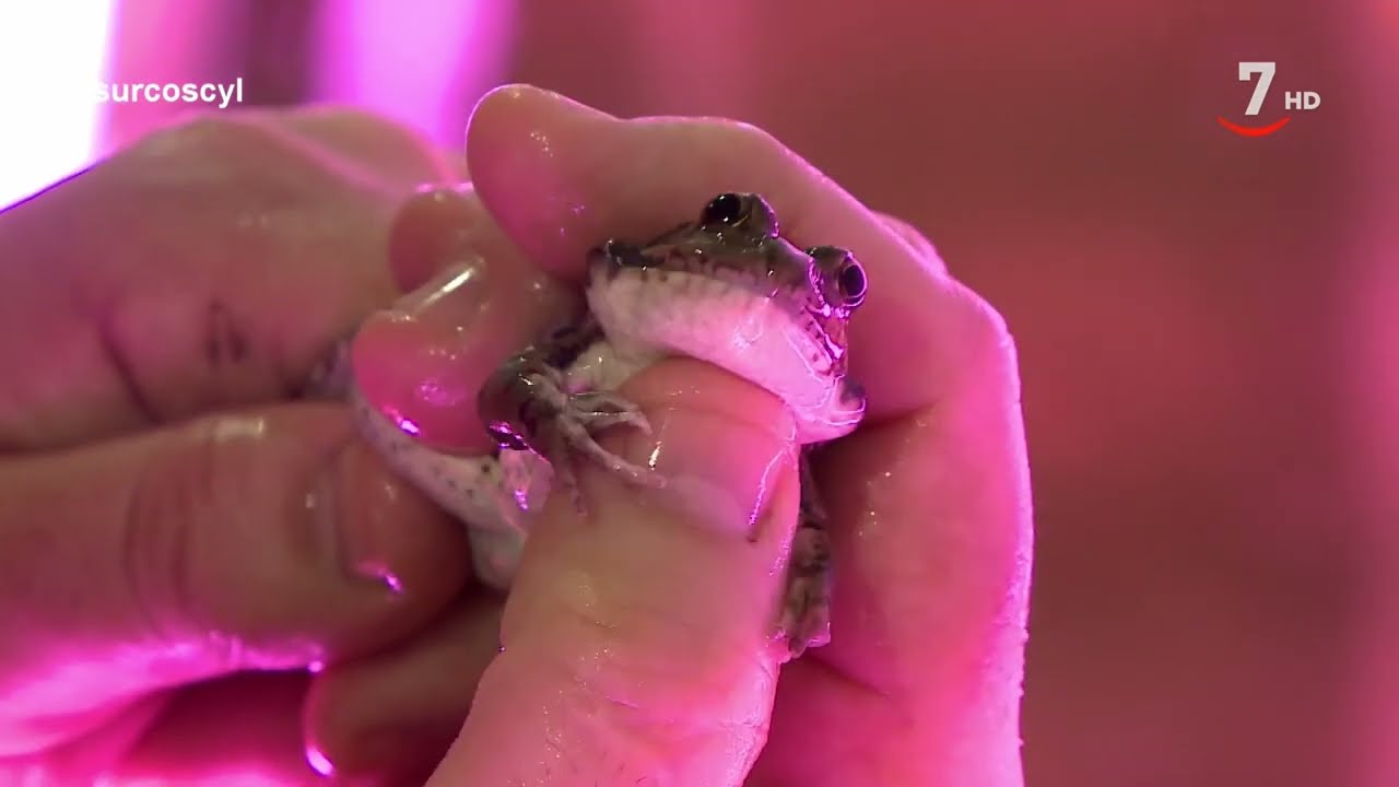 Carbellino de Sayago, Zamora, dispone del único centro dedicado a la producción de ranas en España