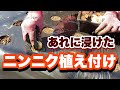 芽出しをしたい!ニンニク!ある物に浸け込んだ3種類を植え付けしました!