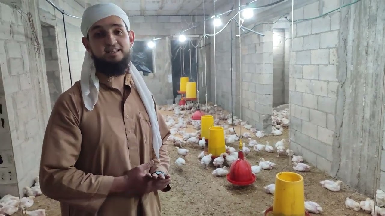 تجربة فريدة في استخدام الأزولا لتغذية الدواجن و نتائج مبهرة .