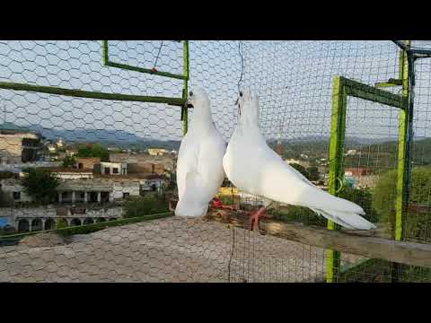 Safeed Nahno Waly سفید ناخنوں والے