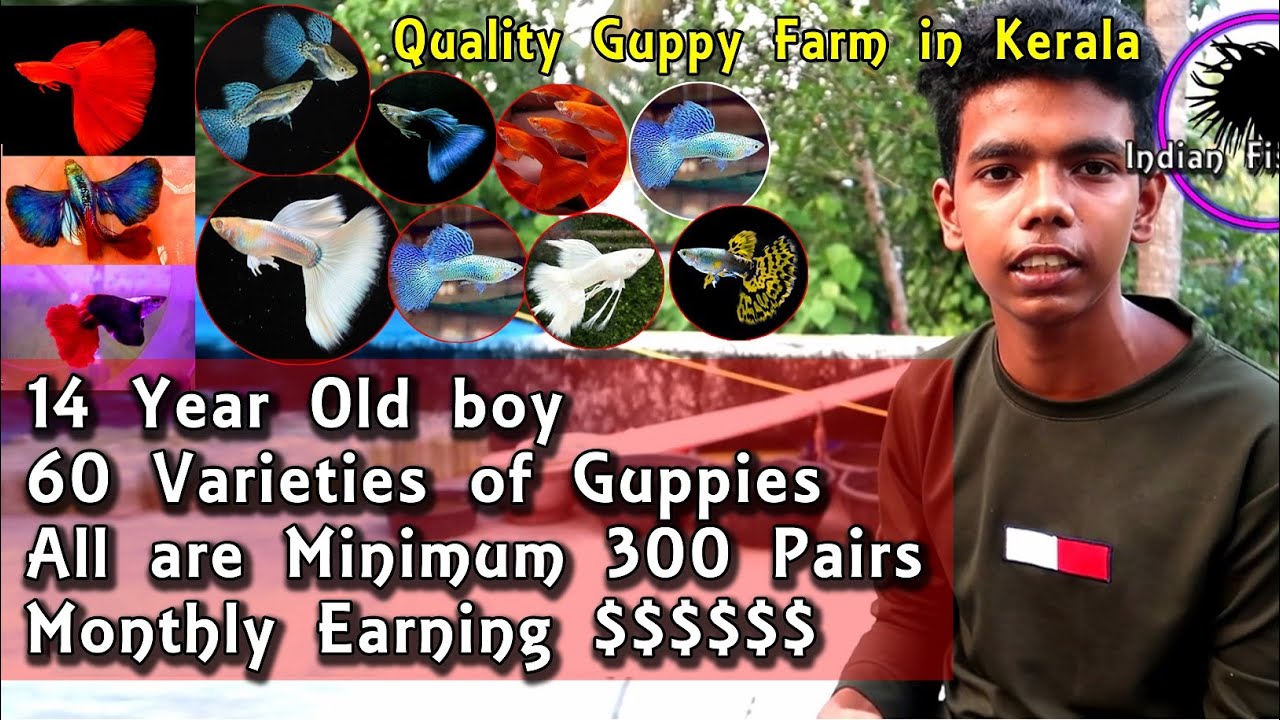 14 year old boy with imported top quality guppies || Top quality Guppy farm In Kerala, India