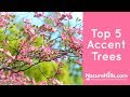 Top 5 accent trees  naturehillscom