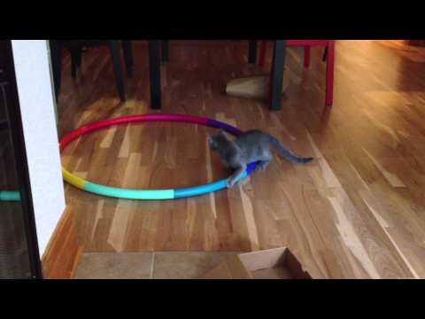 Cat going crazy on Hula Hoop