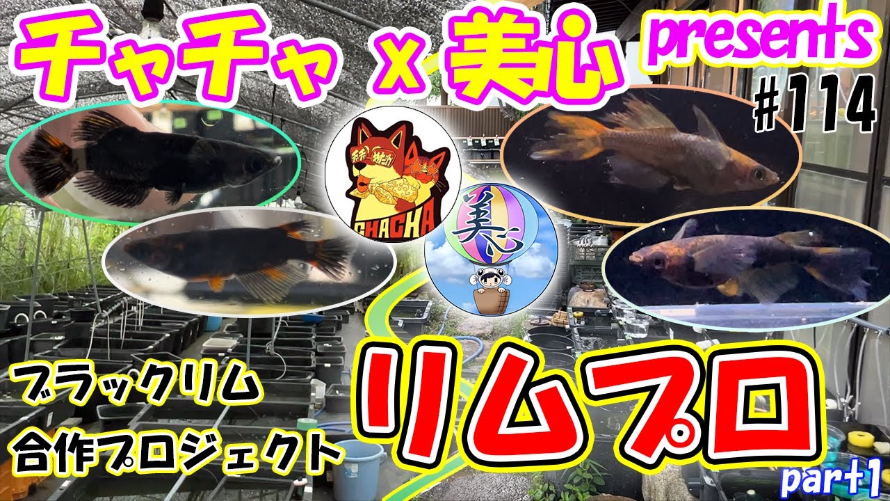 【リムプロ１】すべてのブラックリムファンへ贈る！夢の合作プロジェクト始動！ ＃１１４ ～チャチャめだか x 美心めだか～