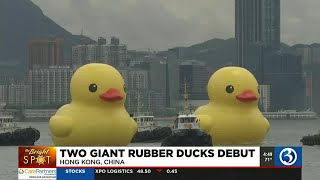 BRIGHT SPOT: Giant rubber ducks