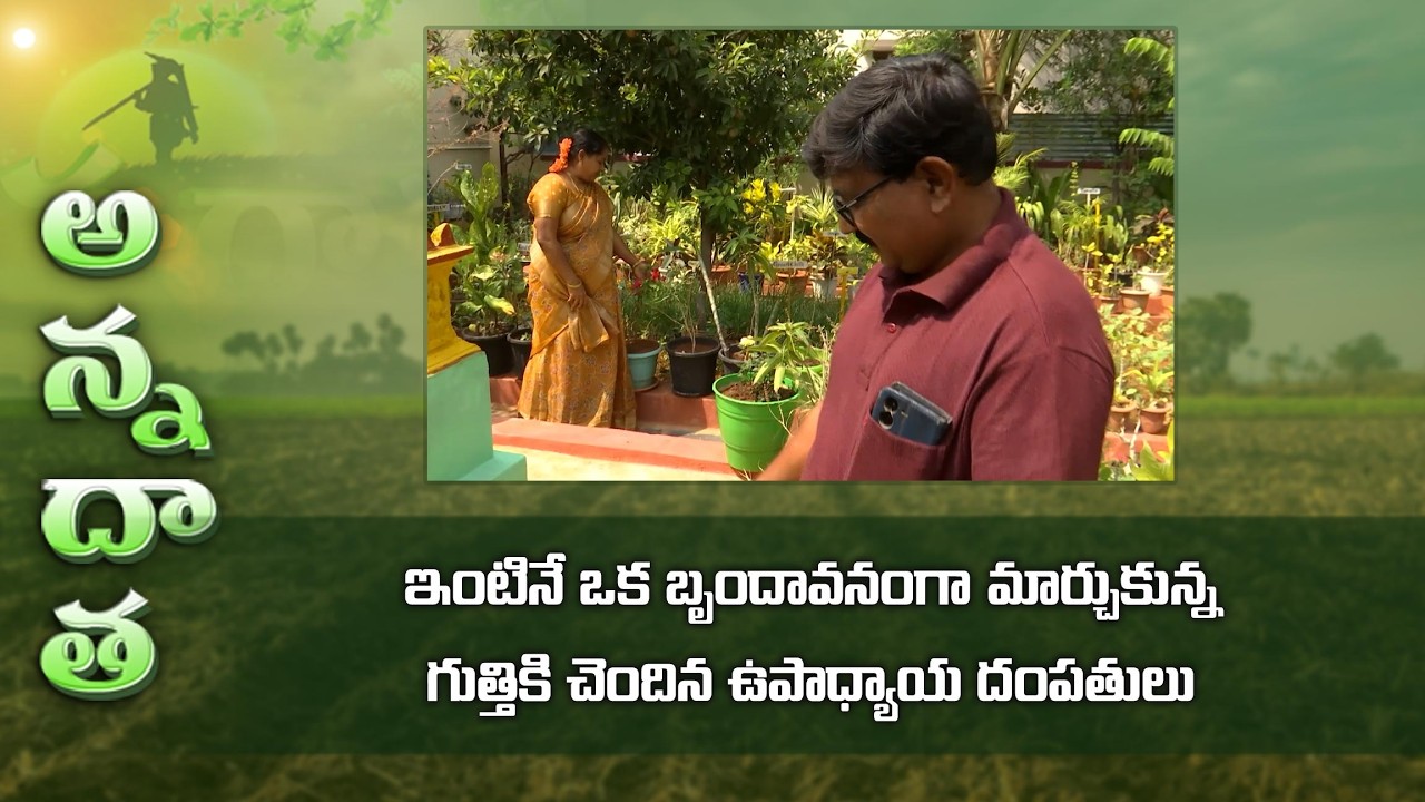 Kitchen gardening motivation by teachers couple @Gutti, Anantapur district | ETV