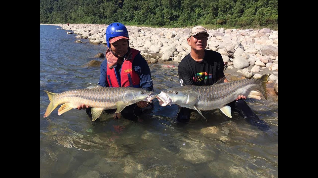 The Hunt For Himalayan Golden Mahseer