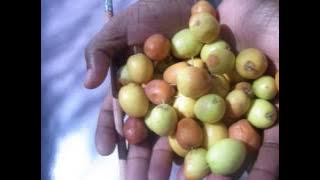 Maswu paGombe - Akimbo Brothers