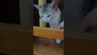 #cat #catlover#funny #ihavethisthingwithplants #cutecat #funnycat #cat