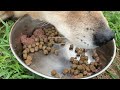 カツオくん食欲はあります