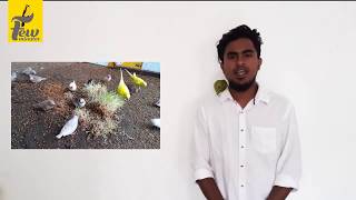 finches and budgies breeding tips Tamil part 01 | fewminutes