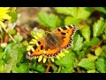 Wildlife chronicles   its a risky life   the small tortoiseshell butterfly