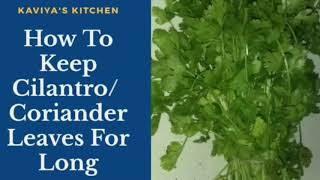 Cilantro Saving Tips ||  How to store Coriander leaves fresh and green for weeks || Kitchen Tips