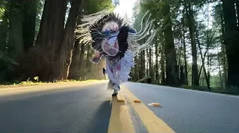 Dancing in the redwoods!