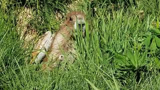Olympic marmot