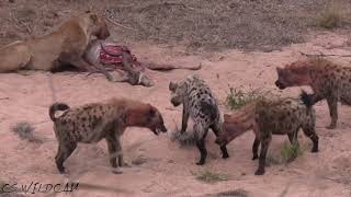 Lone Lioness Fights Back as Hyenas Surrounds Her ! Ep 92