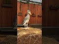 今日のおやすみふたば【掛川花鳥園公式】