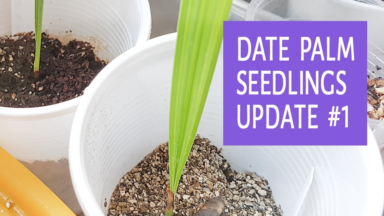 Date Palm Seedlings Update #1 - 12.07.2017 