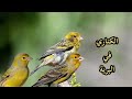 الكناري البري قصة في الطبيعة طيور جزر الكناري سلوك وتكيف طائر الكناري فيديوهات بلا موسيقية الكناري البري قصة في الطبيعة طيور جزر الكناري سلوك وتكيف طائر الكناري فيديوهات بلا موسيقية