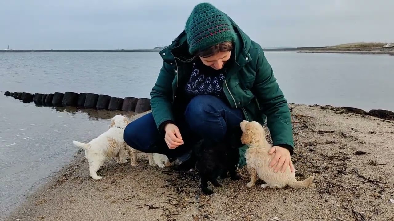 Vinter strandtur med de skønne cavapoo 1b hvalpe 🥰🎄