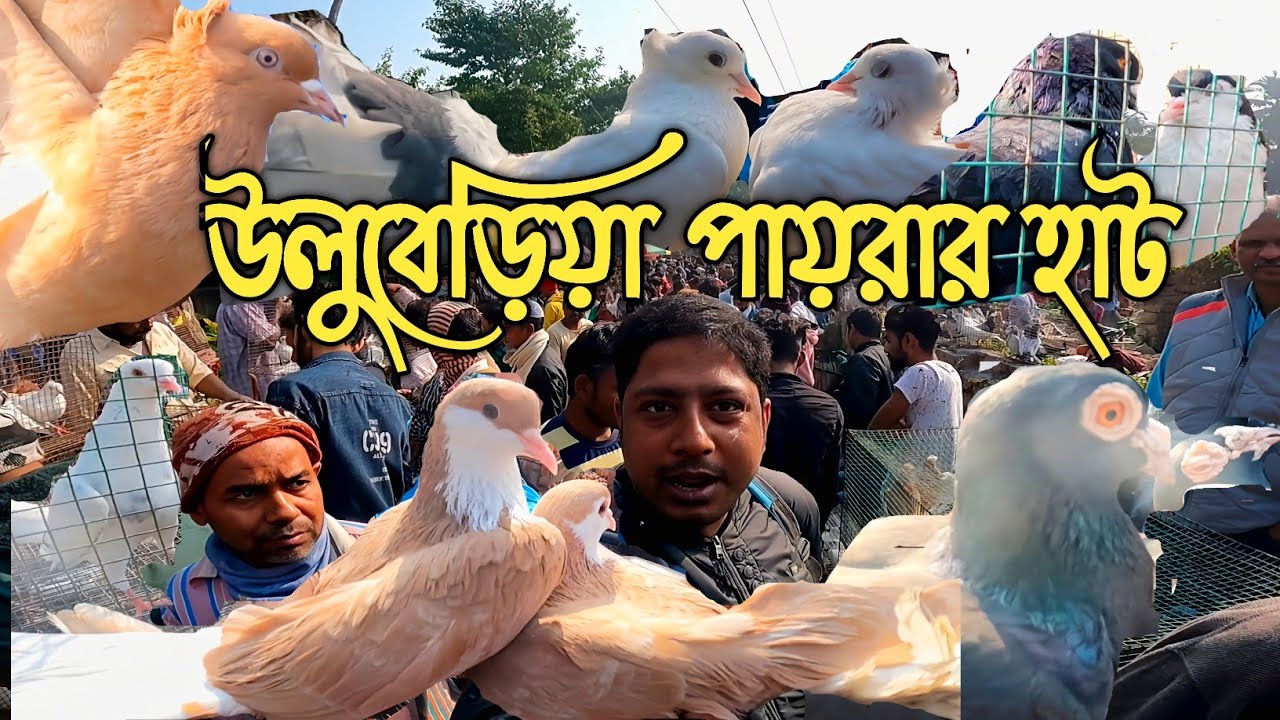 Uluberia bird market : Pigeon price. Uluberia pet market recent update at 24/12/22.