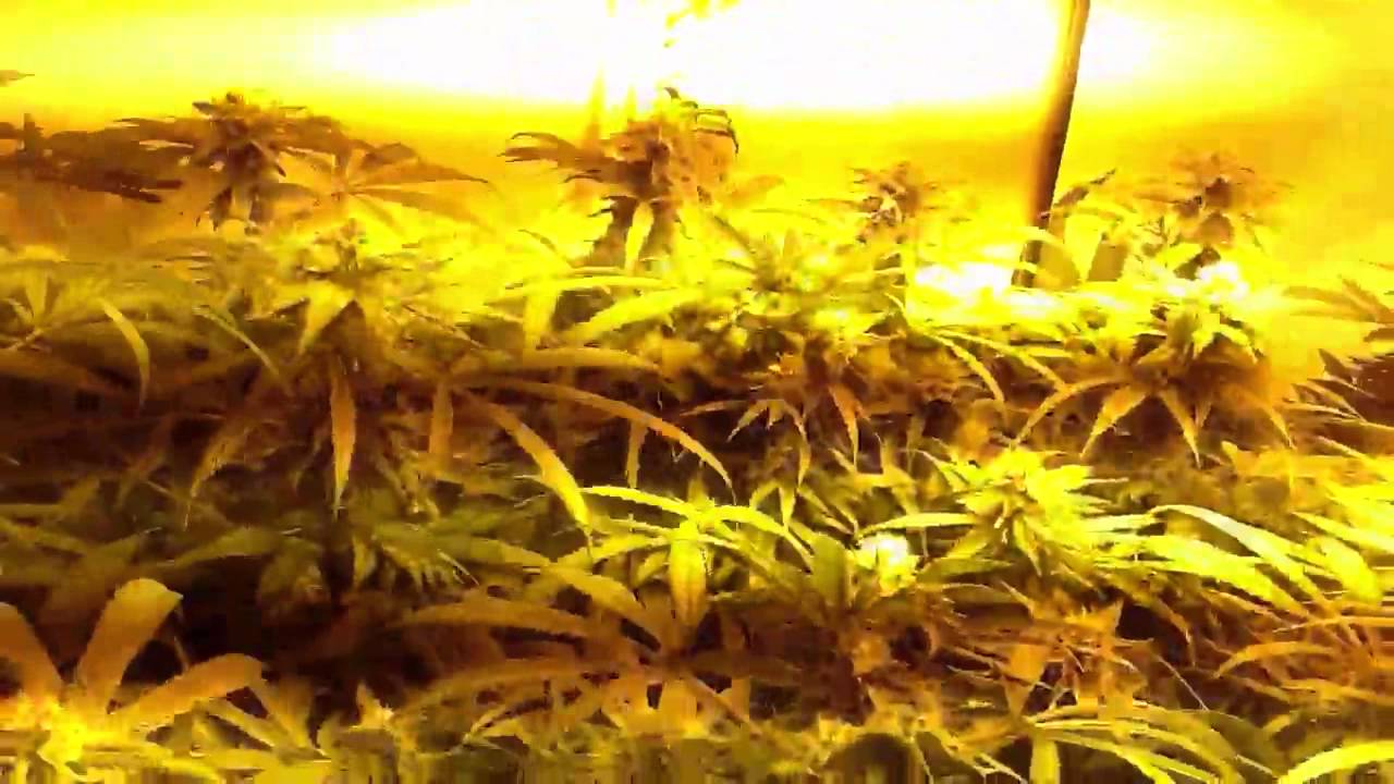 Black domina 3weeks flower