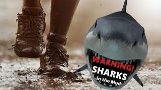 Beware The Sharks In The Mud