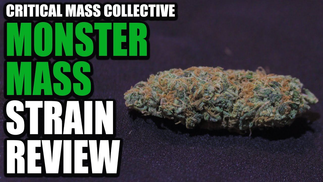 Monster Mass Strain Review Cannabis Lifestyle TV YouTube