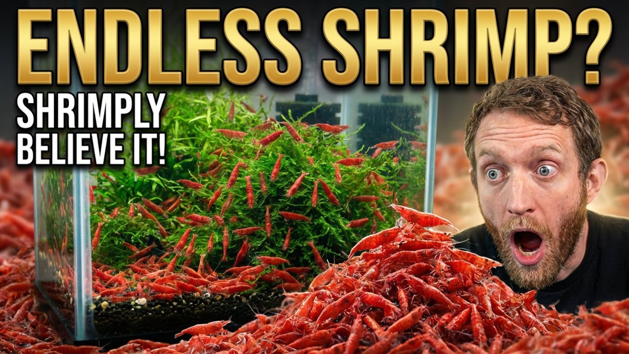 Endless Shrimp? Shrimply Believe It!