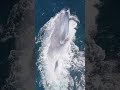 A Blue Whale 🐋 surface lunge feeding offshore San Diego can hold 90 tons water in its Mouth!