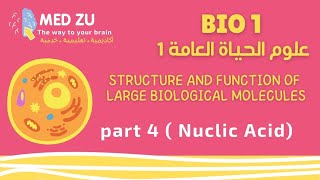 علوم الحياة العامة Bio1 (Structure and Function of Large Biological Molecules) part 4 (Nuclic Acids)