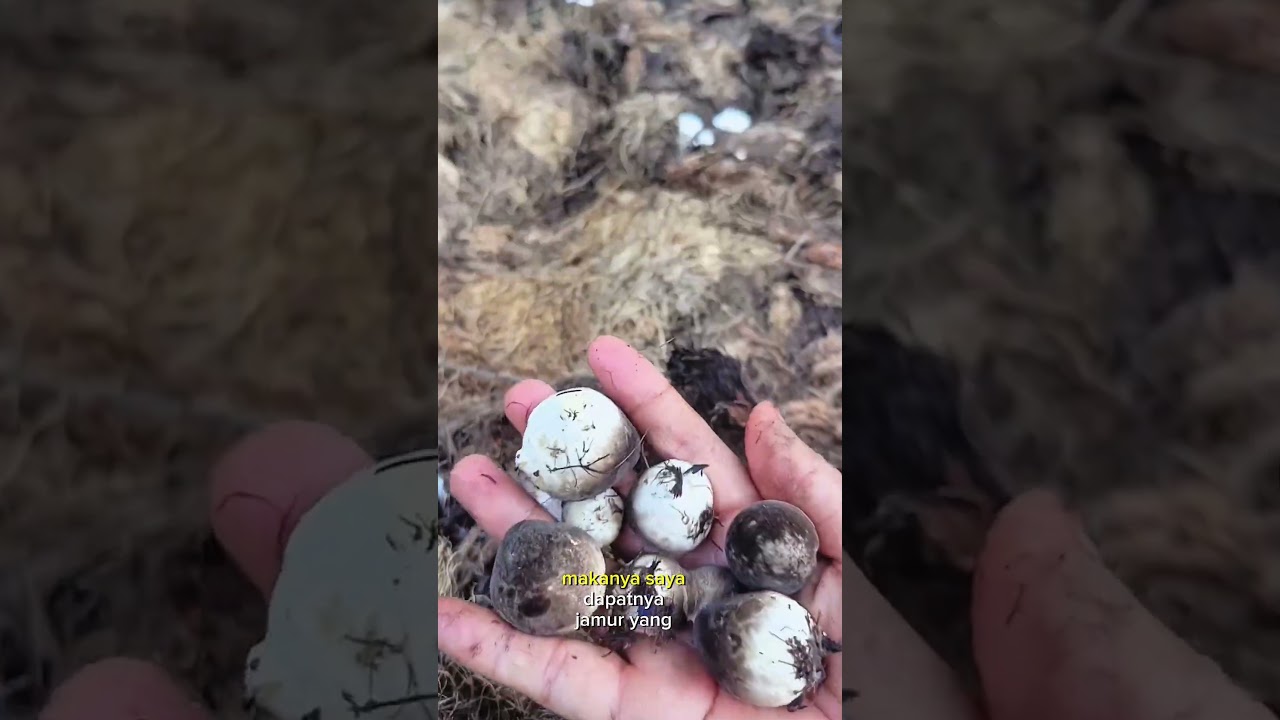 mulung jamur sawit #shorts #budidayatanaman #jamur #kelapasawit #pertanian #sayuran #garden #farmer
