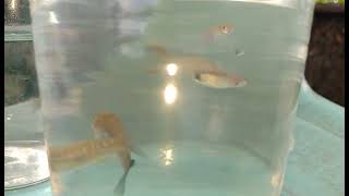 mosquito fish or wild guppy cross breeding sa guppy #mosquitofish #guppyfish