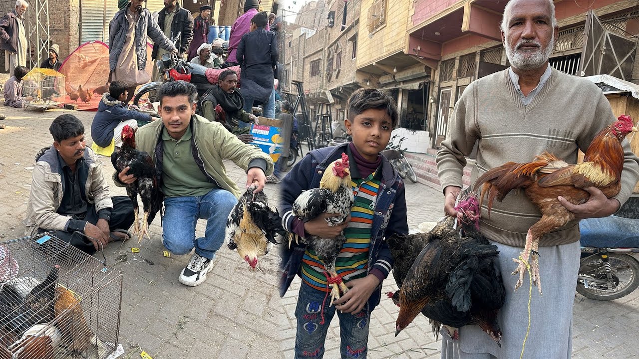 Mandi sa Zabardast Aseel Murga Khareed Liya 😱