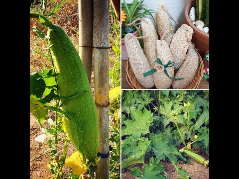 Video: Come Coltivare E Usare Una Luffa (luffa)