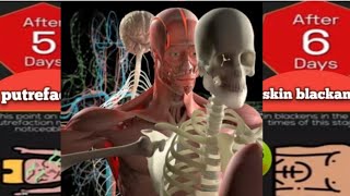 comparison timeline: Human body after death #timeline #comparison