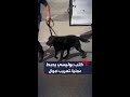 بجهود كلب بوليسي الشرطة الإيطالية تحبط عملية تهريب أموال في فلورنسا