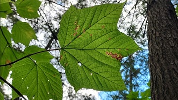 Striped Maple foliage and summer appearance