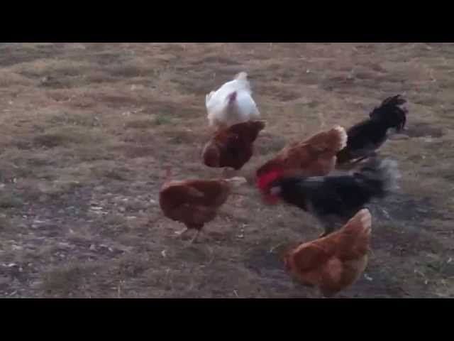 Fat Chicken Running class=