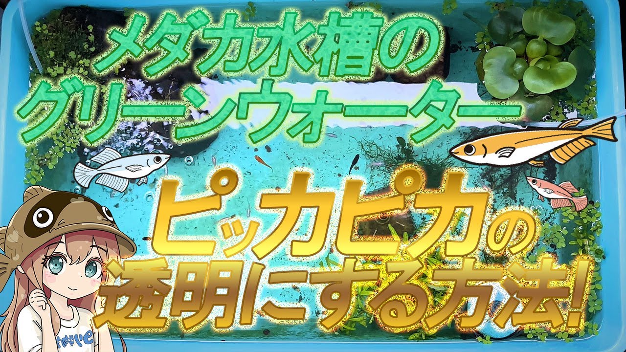 How to make the green water in your killifish tank sparkling clear