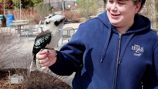 Amazing Adaptations