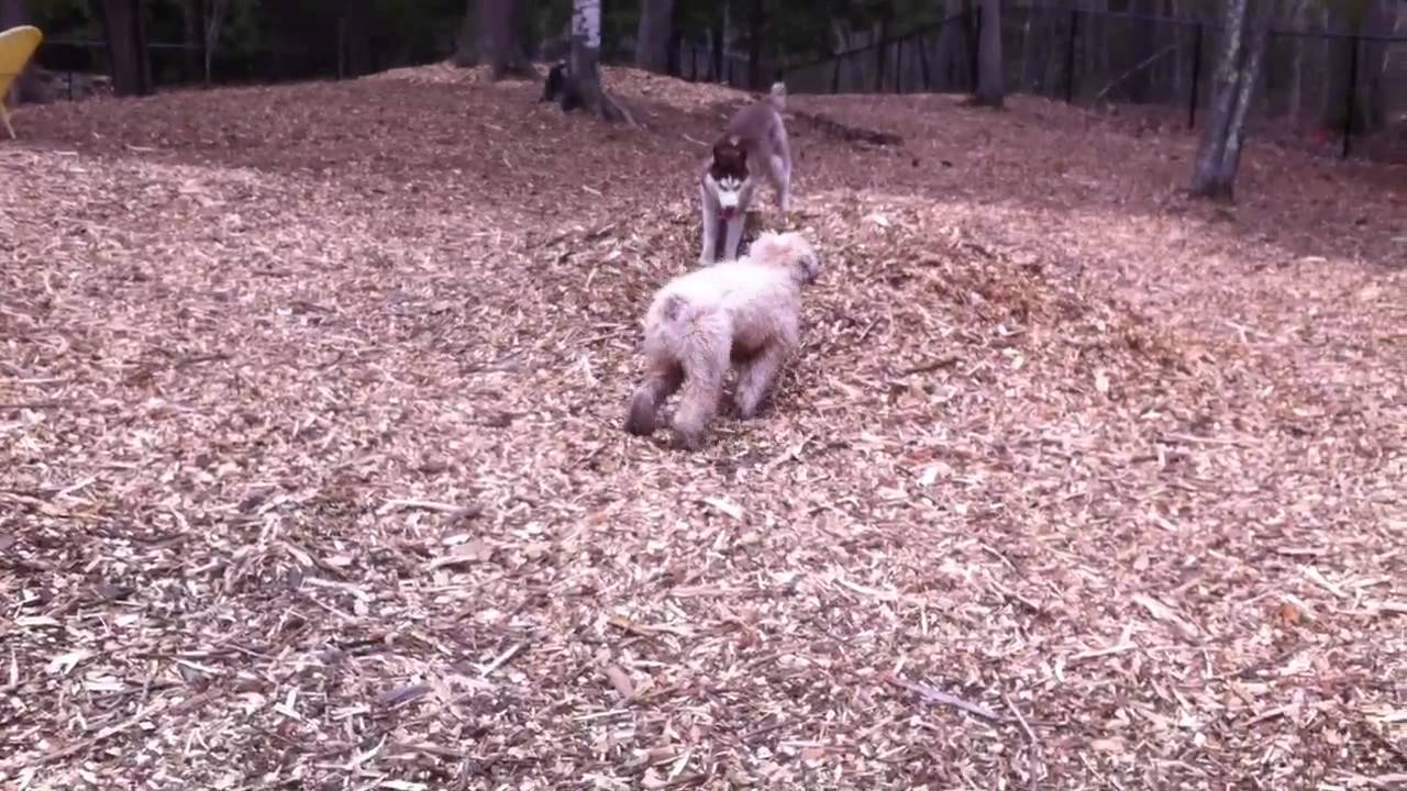Husky pup plays chase at dog park! - YouTube