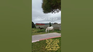 القرآن الكريم بصوت ياسر الدوسري #القران_الكريم #القران_راحة_نفسية #ياسر_الدوسري #سورة_الكوثر #هدوء