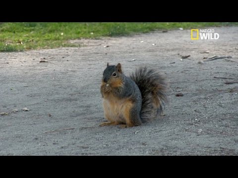 Un repas irrésistible pour cet écureuil !
